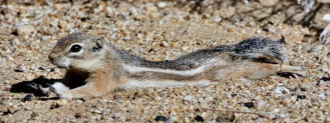 Ammospermophilus leucurus splooting this morning