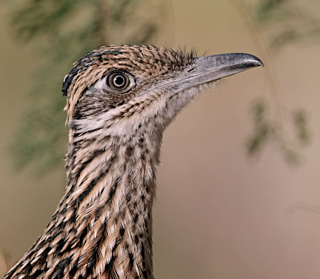 roadrunner