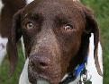 dog (Canis lupus familiaris)