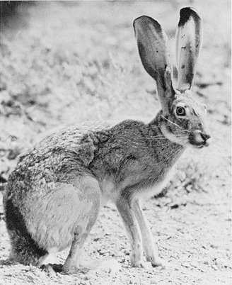 jackrabbit