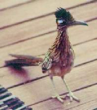 roadrunner