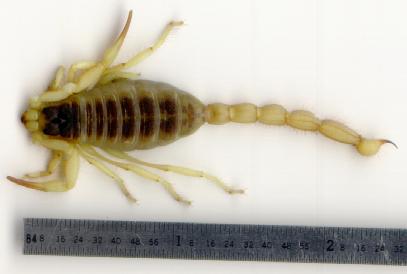 scorpion (with inch ruler)