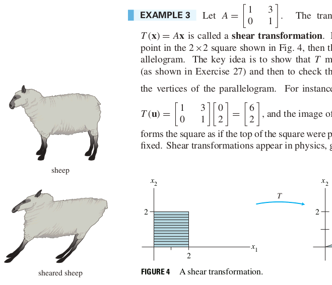 sheared sheep