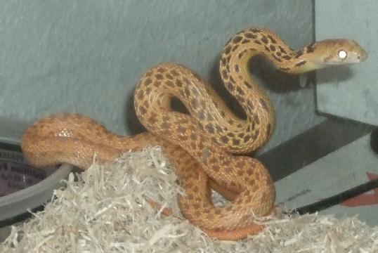 Pituophis catenifer annectens